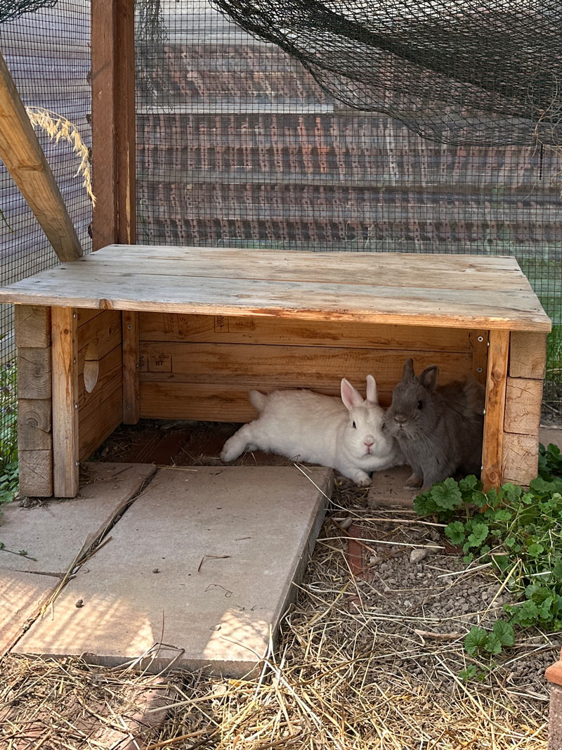 Hasenstall mit Hasen zum Anschauen für Kinder